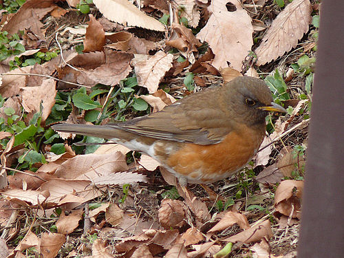 Brown-headed thrush